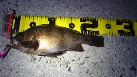 ヤリイカ狙いが…