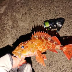 昨日に味を占め連ちゃん