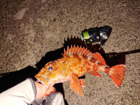 昨日に味を占め連ちゃん