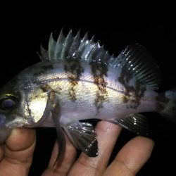 風裏メバリング！