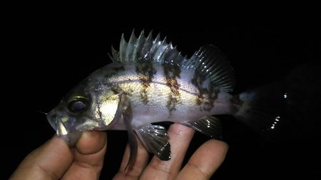 風裏メバリング！