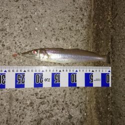 キス、カレイ釣り