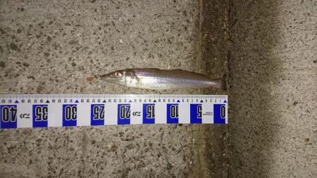 キス、カレイ釣り