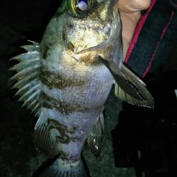 バーチカルコンタクトメバリング