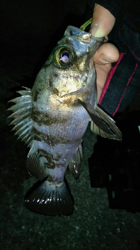 バーチカルコンタクトメバリング