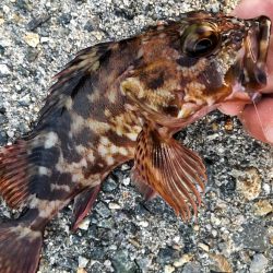 カワハギ面白すぎ！