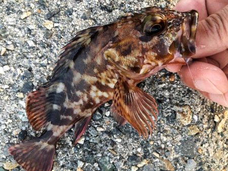 カワハギ面白すぎ！