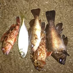 メバリングでアジが釣れた。