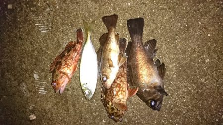 メバリングでアジが釣れた。