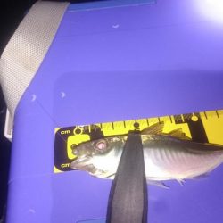 アジング&ワインド&ショアジギング