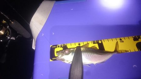 アジング&ワインド&ショアジギング