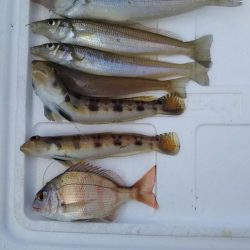 カレイが釣りたい