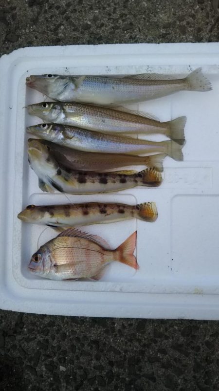 カレイが釣りたい