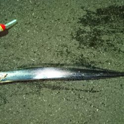 やっと釣れた\(^^)/