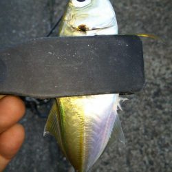 激渋アジング調査