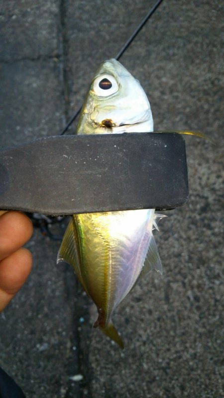 激渋アジング調査