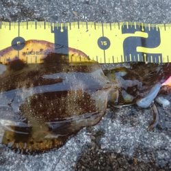 ヤリイカ狙いが…