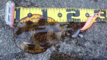 ヤリイカ狙いが…