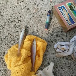 シーズン最終の淡路釣行