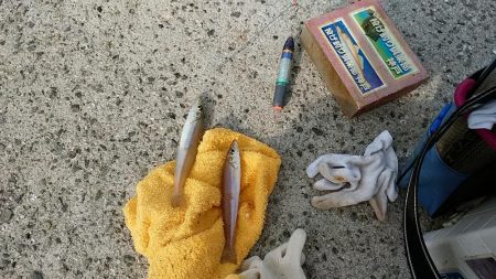 シーズン最終の淡路釣行