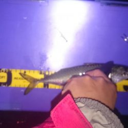 アジング&ワインド&ショアジギング