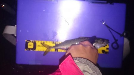 アジング&ワインド&ショアジギング