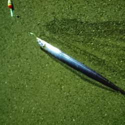 やっと釣れた\(^^)/