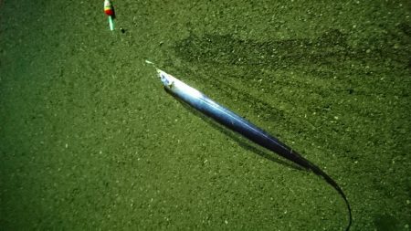 やっと釣れた\(^^)/