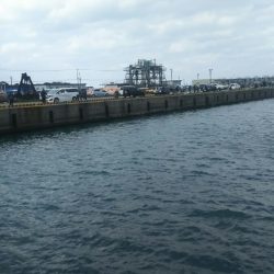 X\’masマルソウダ大爆釣