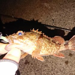 防波堤際での釣り