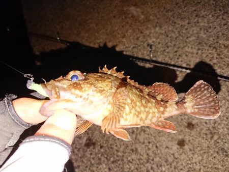防波堤際での釣り