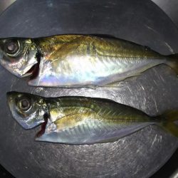 極寒フラフラアジング！