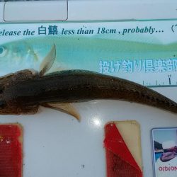 シーズン最終の淡路釣行