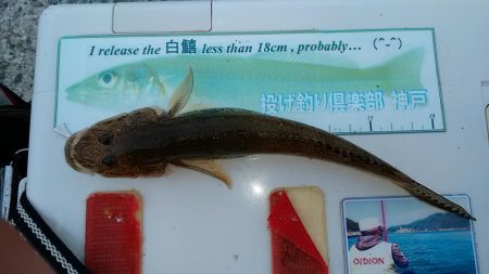 シーズン最終の淡路釣行