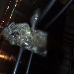 渋い、そろそろ湾奥も