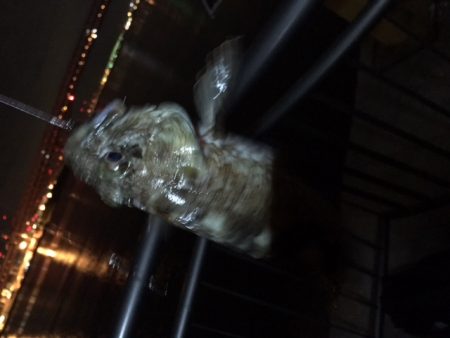 渋い、そろそろ湾奥も