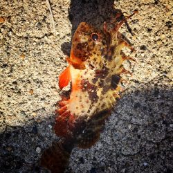 カレイ釣り！！