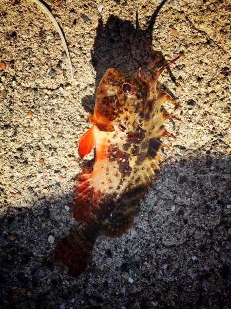 カレイ釣り！！