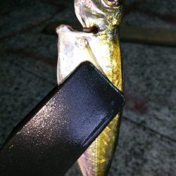 まだまだなんとかアジング