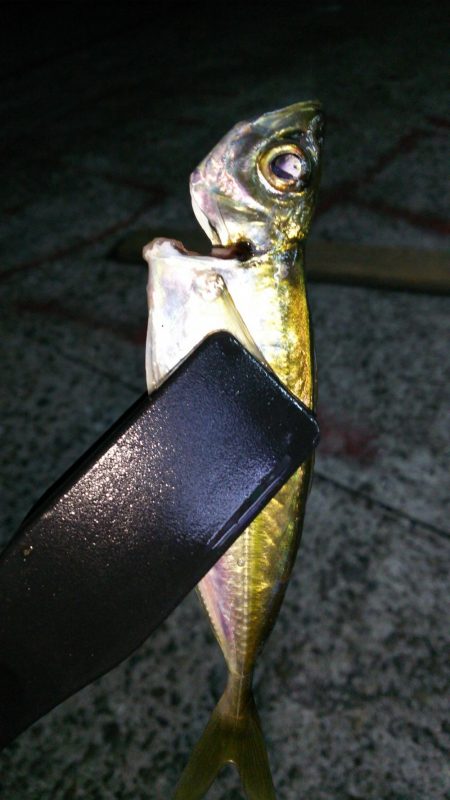 まだまだなんとかアジング