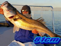 オーシャンマスター 釣果