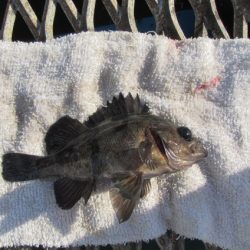 オリジナルメーカー海づり公園(市原市海づり施設) 釣果