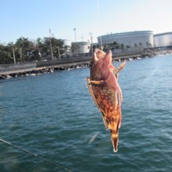 オリジナルメーカー海づり公園(市原市海づり施設) 釣果