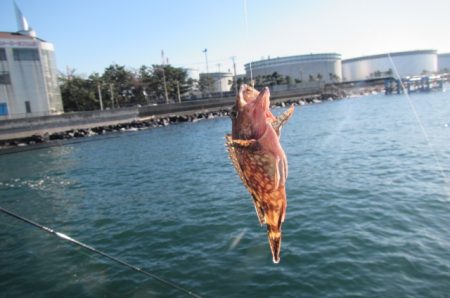 オリジナルメーカー海づり公園(市原市海づり施設) 釣果