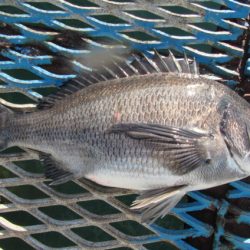 オリジナルメーカー海づり公園(市原市海づり施設) 釣果