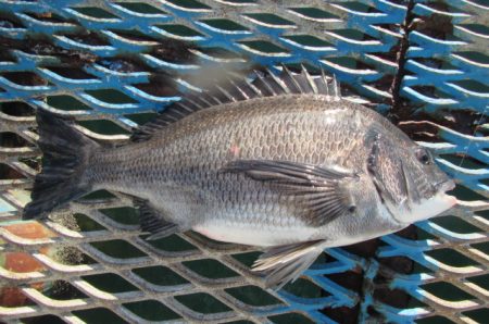オリジナルメーカー海づり公園(市原市海づり施設) 釣果