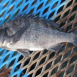 オリジナルメーカー海づり公園(市原市海づり施設) 釣果