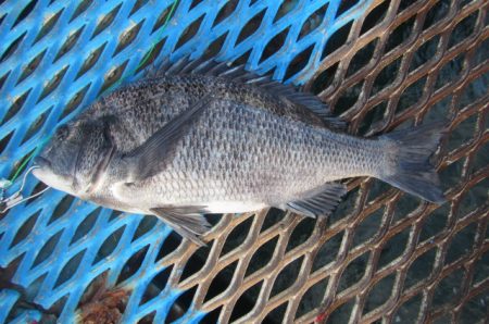 オリジナルメーカー海づり公園(市原市海づり施設) 釣果