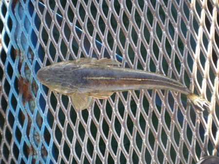 オリジナルメーカー海づり公園(市原市海づり施設) 釣果