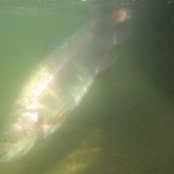 フィッシングレイクたかみや 釣果